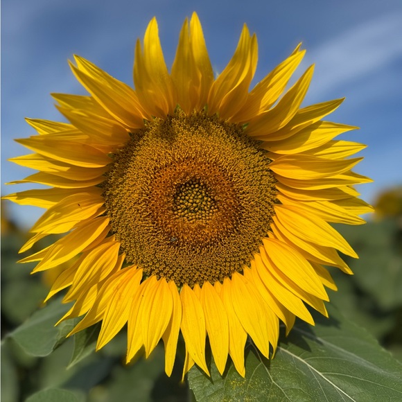 Meet your Posher, Jody - Picture 1 of 1